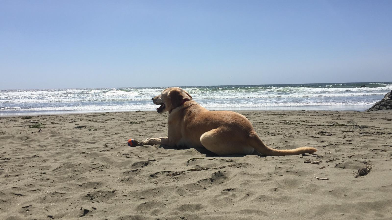 Dog laying on the beach