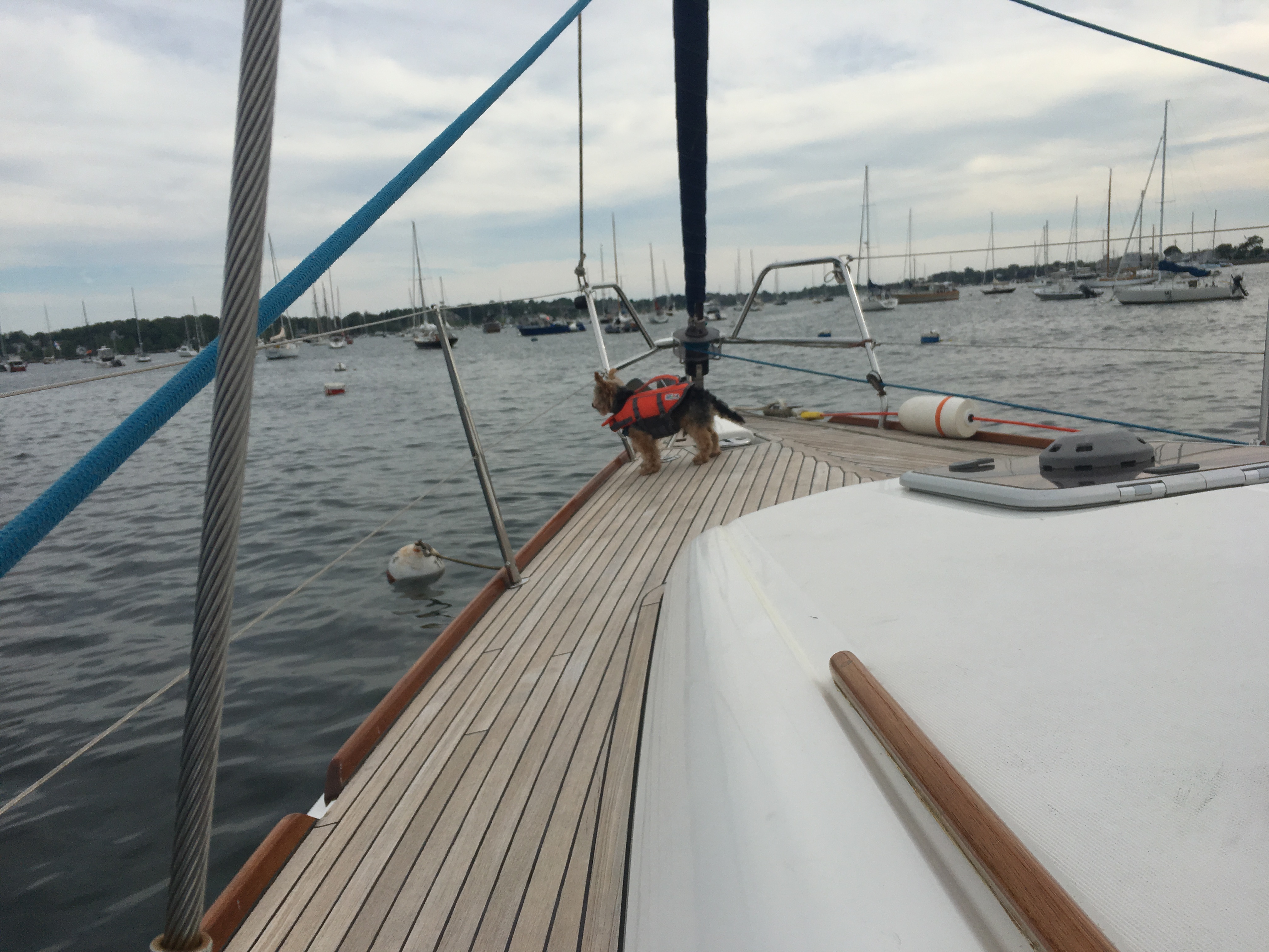 Dog on the sailboat bow